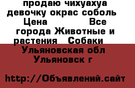 продаю чихуахуа девочку,окрас соболь › Цена ­ 25 000 - Все города Животные и растения » Собаки   . Ульяновская обл.,Ульяновск г.